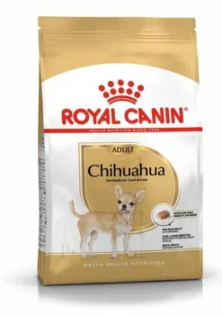 Chihuahua Adult