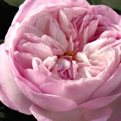 Chloè Rose Naturelle Intense