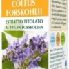 COLEUS FORSKOHLII