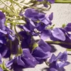 Dolce Violet Eau de Toilette