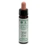 DR.BACH Wild Rose Ainsworths