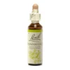 Fiori di Bach n.16 Honeysuckle caprifoglio 20ml