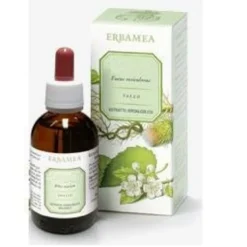 Ginkgo Biloba