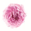 Klorane Cofanetto Peonia d'Oriente