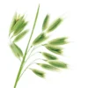 Klorane Shampoo al latte di Avena BIO Extra delicato tutti i tipi di capelli 200ml