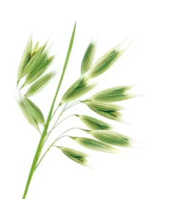 Klorane Shampoo al latte di Avena BIO Extra delicato tutti i tipi di capelli 200ml