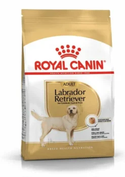 Labrador Retriever Adult
