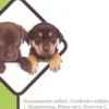 Legart up utile funzionalità delle cartilagini 60 tavolette