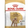 Poodle Adult