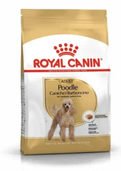 Poodle Adult
