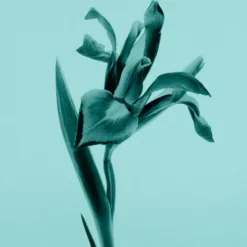 Tiffany & Co. Tiffany Sheer Eau De Toilette