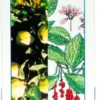 Vegetal Progress Urtista&Vischiz Per Le Naturali Difese Dell'organismo 80 Tavolette